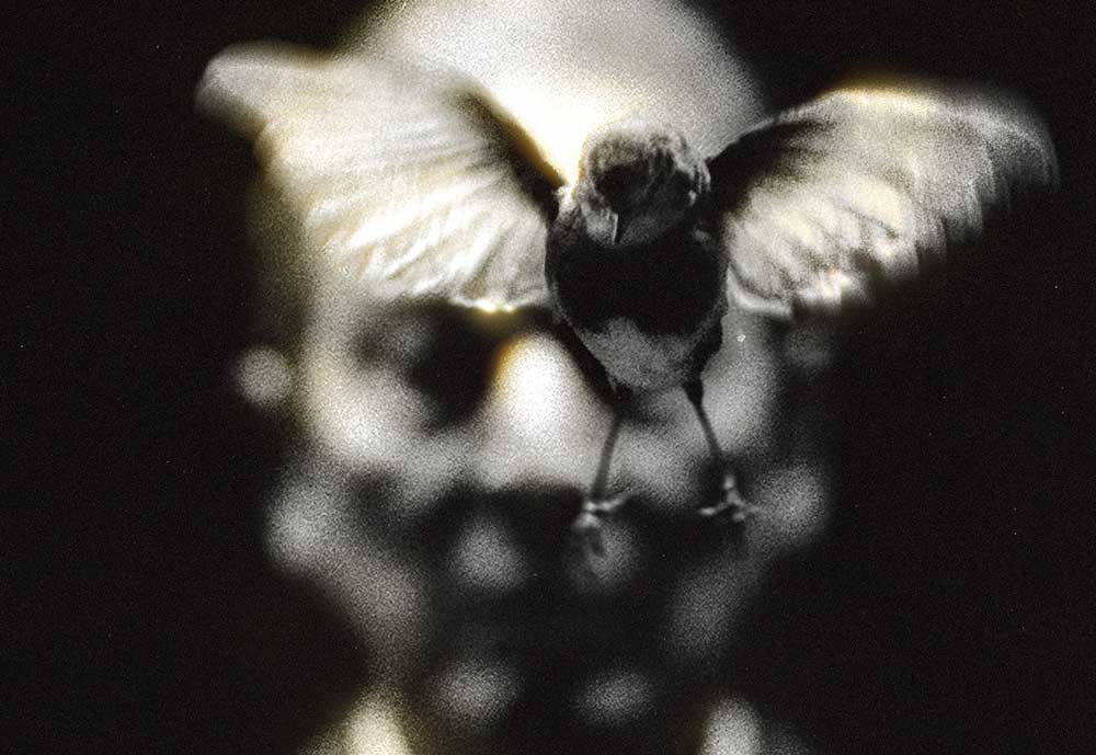 Wunderhorse Midas Vinyl LP Album Cover with bured bird in front of face